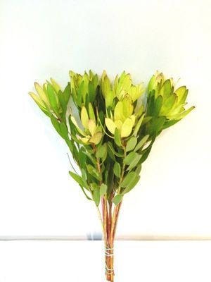 LEUCADENDRON SAF GOLDSTRIK 60